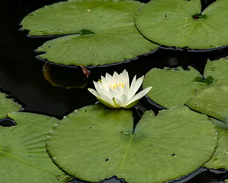 a pond lily floats on a pond surface