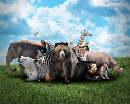 A photo collage shows a wide variety of animals