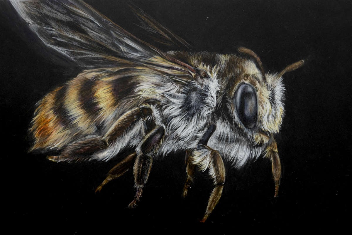 A drawing of a bee by artist, Kelly Stanford