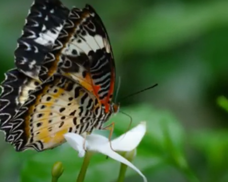 Grid image showing butterfly