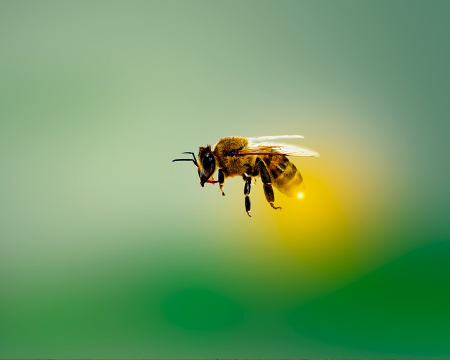 Grid image showing bee