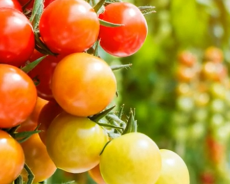 Grid image showing tomatoes on vine