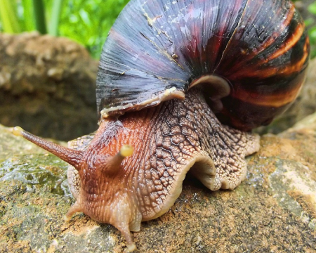 Grid image showing a snail