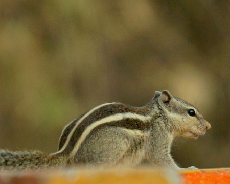 Grid image showing squirrel