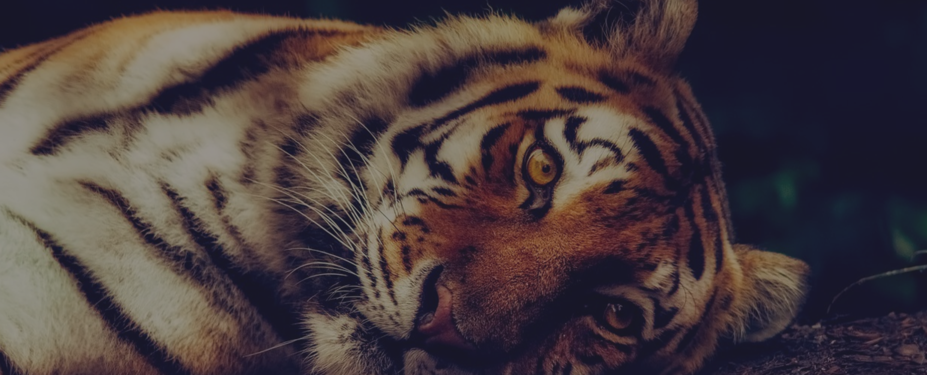 Banner image showing tiger