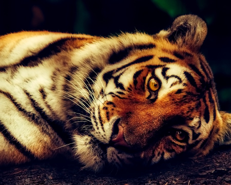 Grid image showing a tiger
