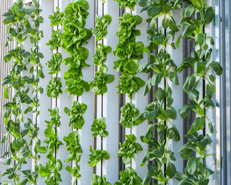 Grid image showing vegetables growing vertically
