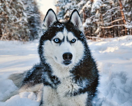 Grid image showing husky