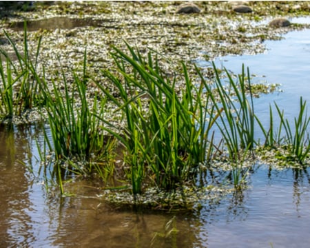 Grid image showing a wetlands