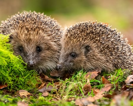 Grid image showing hedgehogs