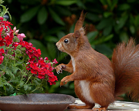 Red Squirrel on Brown Table Top