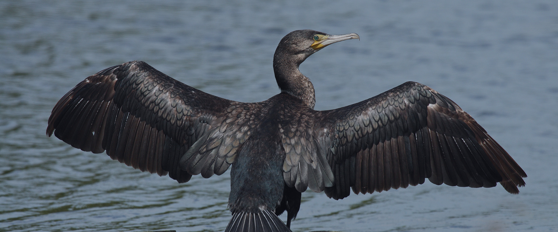 a cormorant with outstretched wings