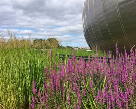The silver dome of the IMAX building surrounded by green and purple wetland plants