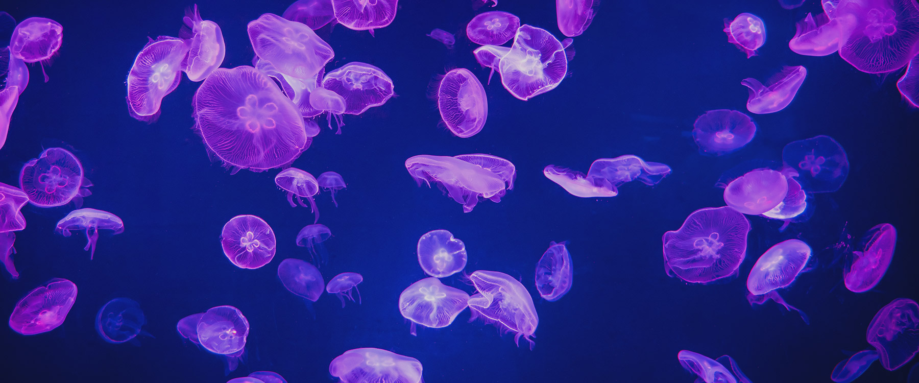 Underwater scene with jellyfish glowing purple