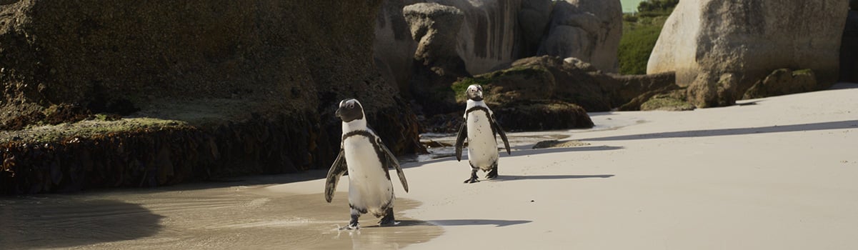 Two African penguins feature in a screenshot from Penguins: A Love Story