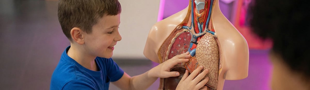 A child interacts with an anatomy exhibit