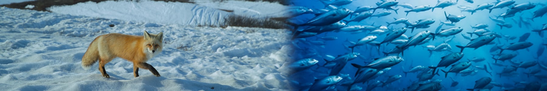 Screenshots from Animal Kingdom 3D and Ocean Odyssey 3D