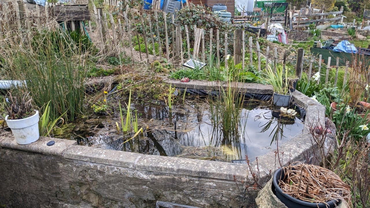 An image of a pond and plants at an allotment