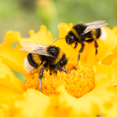 Bees on flower