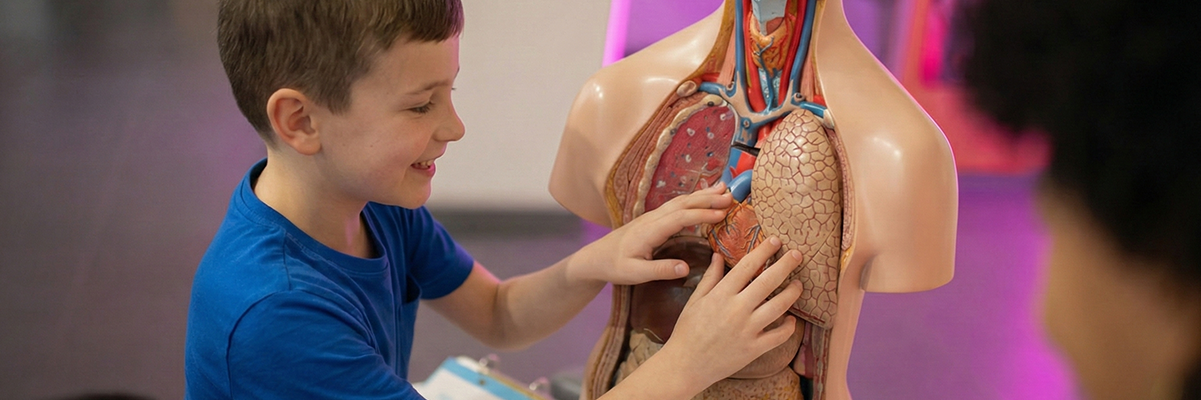 Child interacting with body model exhibit