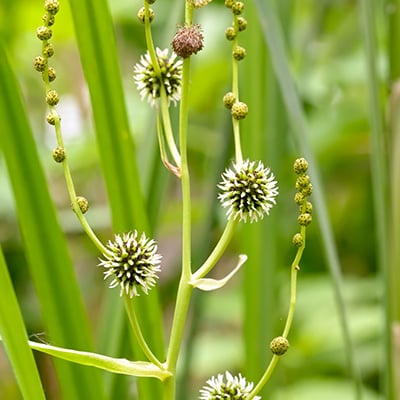 A branched bur reed
