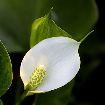 Image of Calla palustris Bog Arum