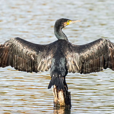 cormorant