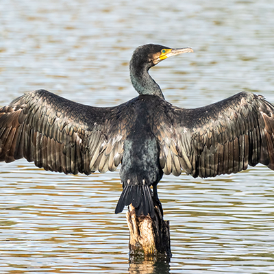 Cormorant