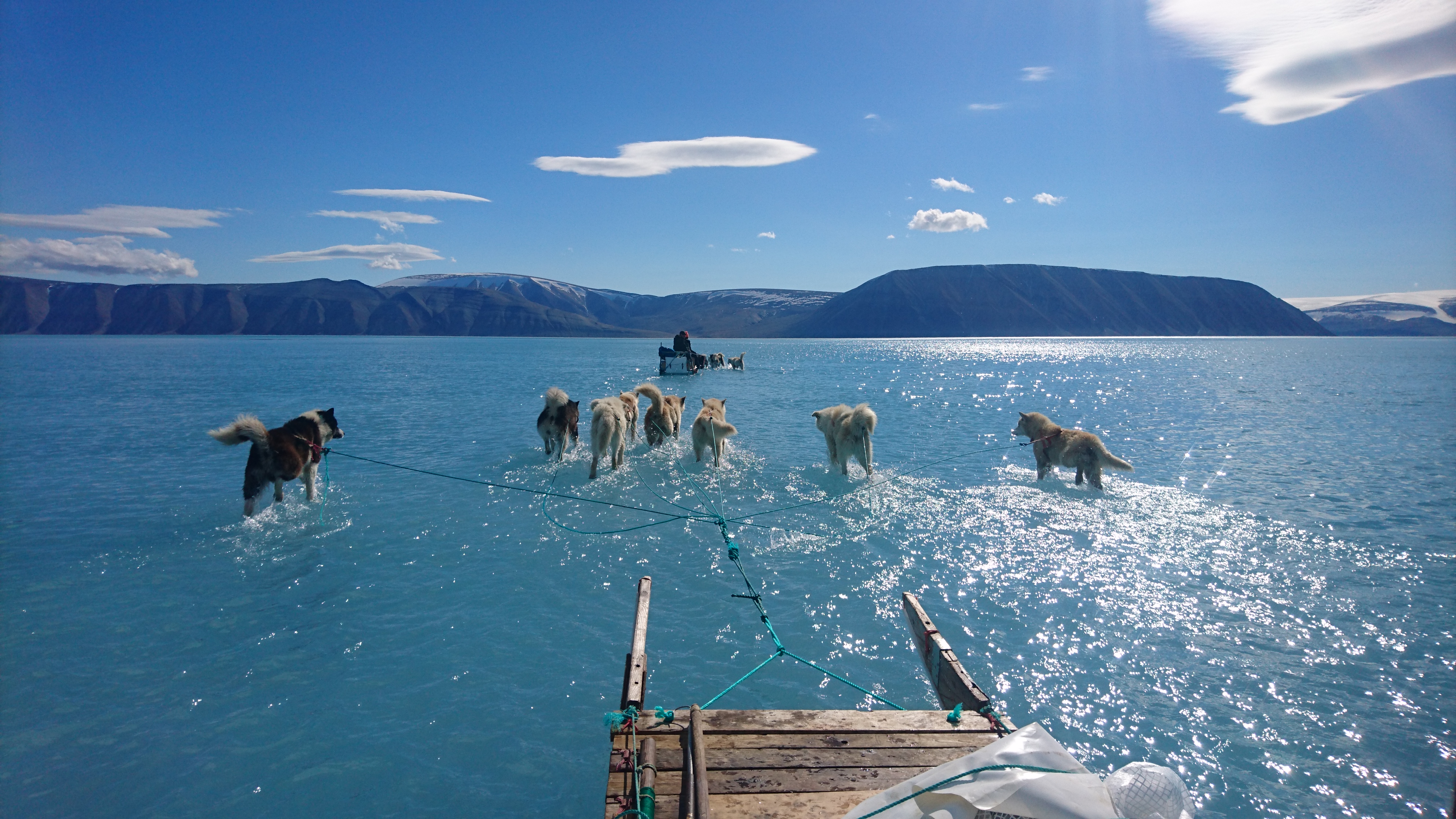 Image showing husky's pulling sledge 