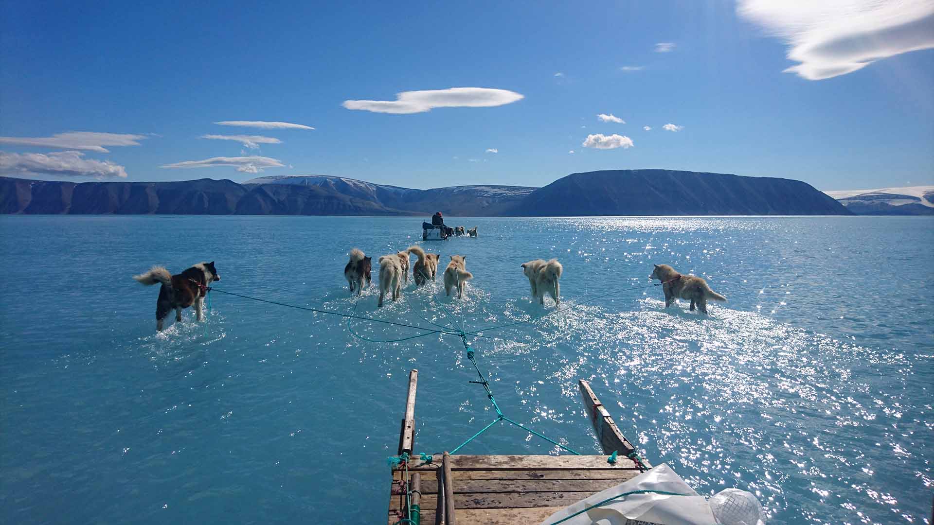 Image showing husky's pulling sledge 