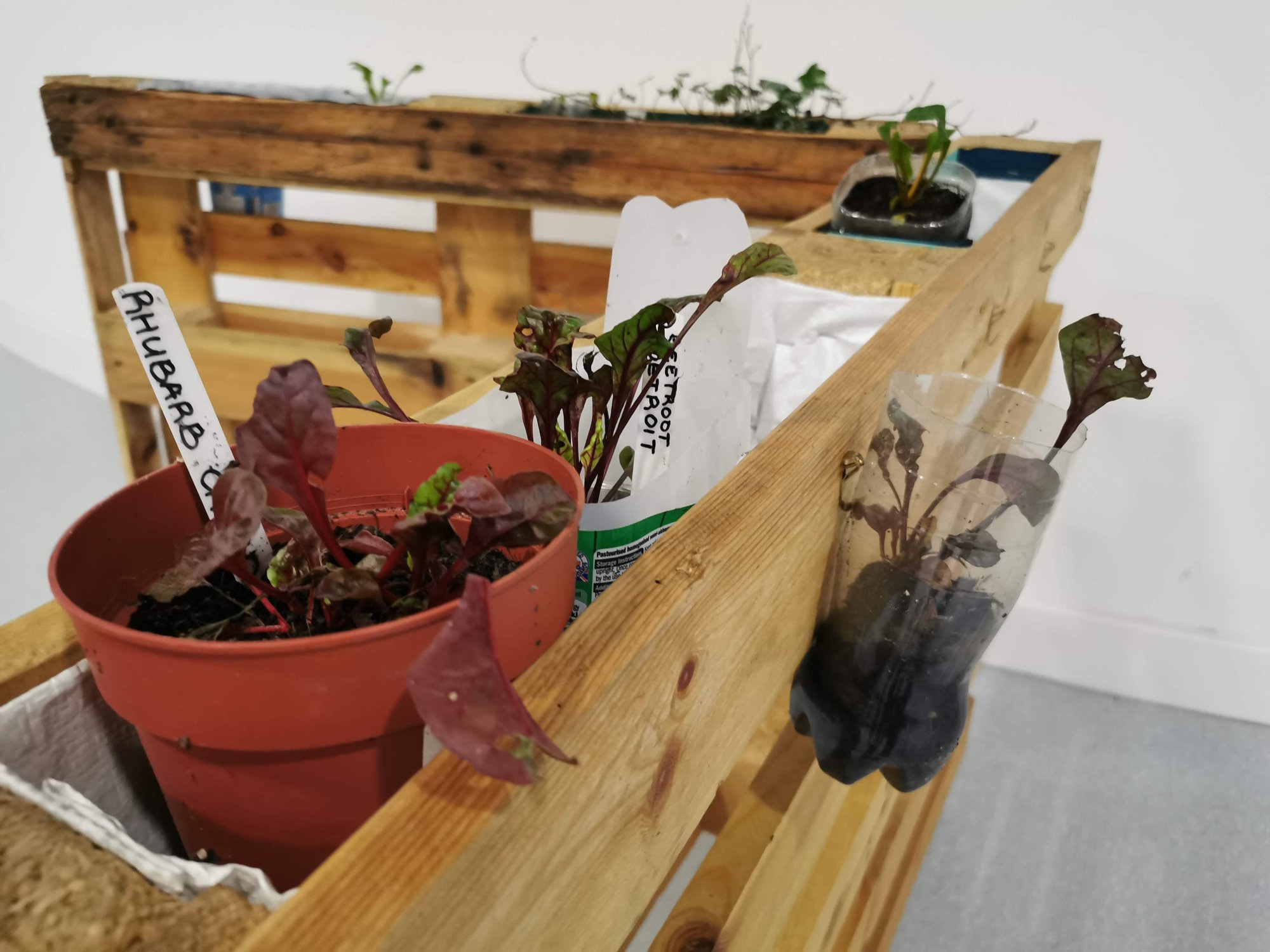 Image of a plant pots inside an upcycled wooden pallet, with containers made from reusable shopping bags, milk cartons and plastic bottles.