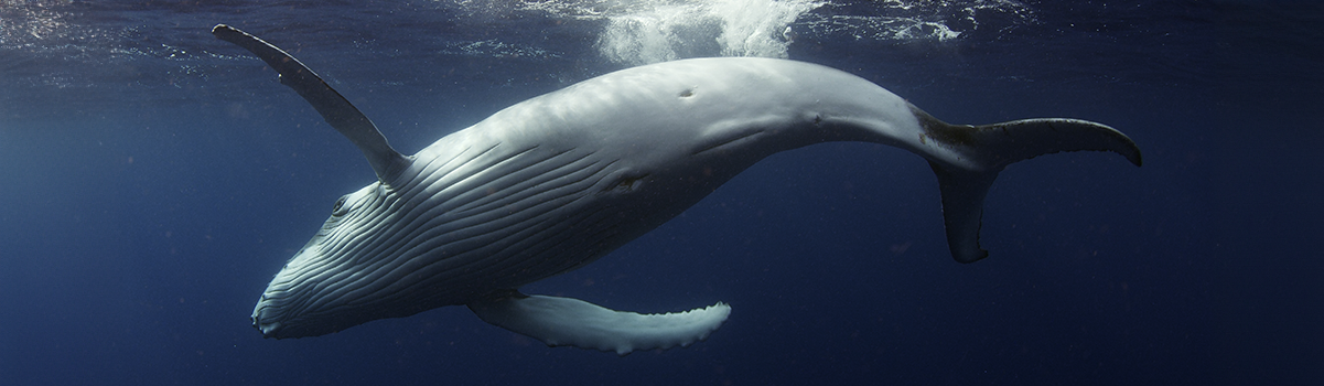 A humpback whale diving from Ocean Odyssey