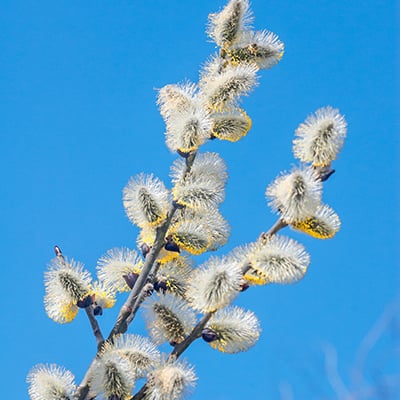 goat willow