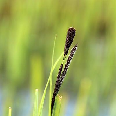 Greater pond sedge