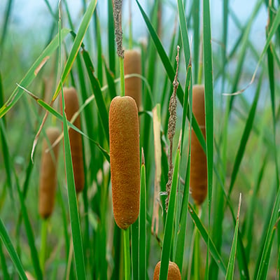 lesser bulrush