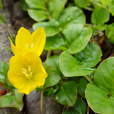 Creeping Jenny