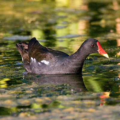 moorhen