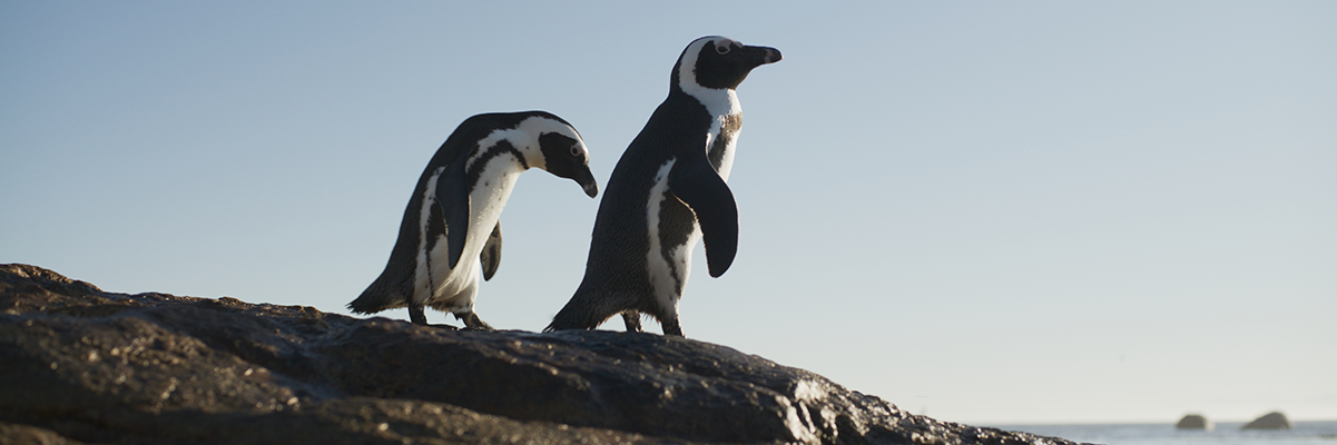 Two African penguins from Penguin: A Love Story 3D