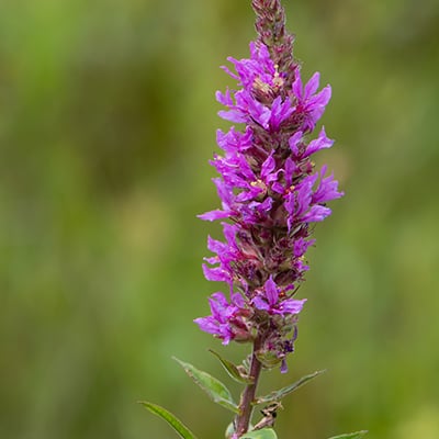 purple loosestrife