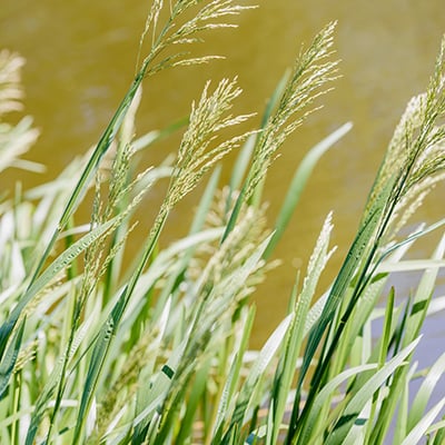 reed sweet grass