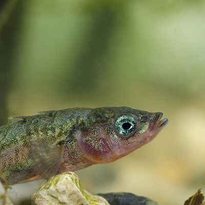 stickleback