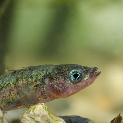 Stickleback