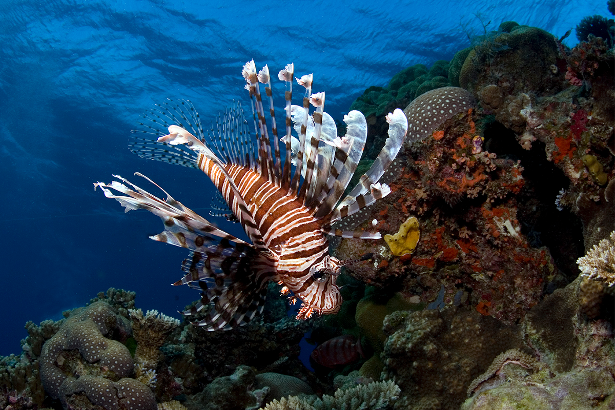 An underwater scene of a Zebra Fish from IMAX feature Under the Sea 3D