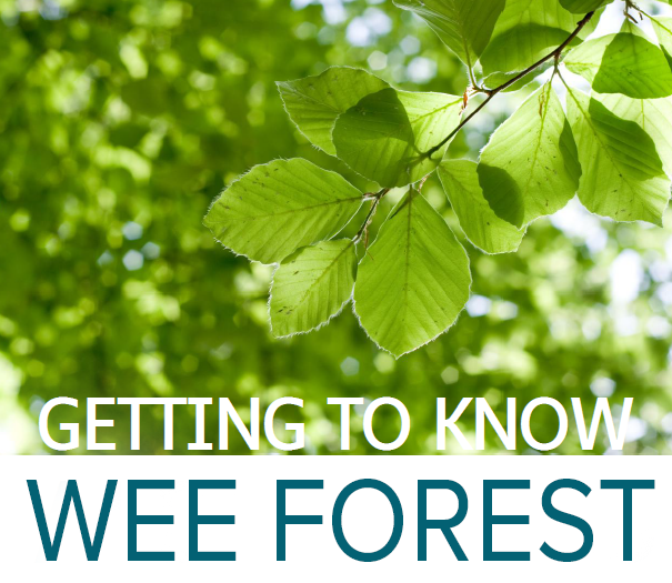 Image of a tree's leaves with the words 'getting to know wee forest'