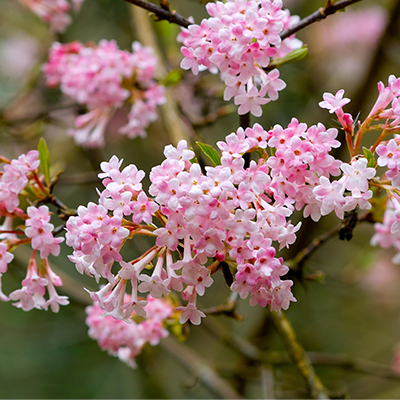 Image of Viburnum bodnantense Arrowwood