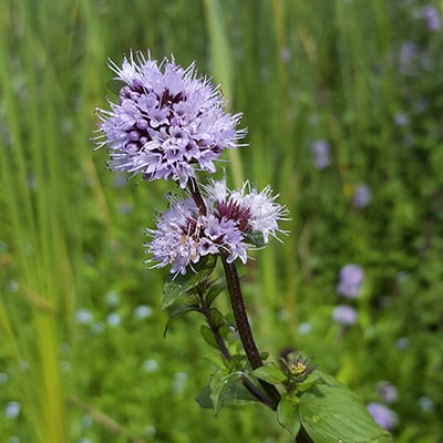 Water mint