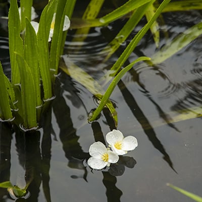 Water soldier