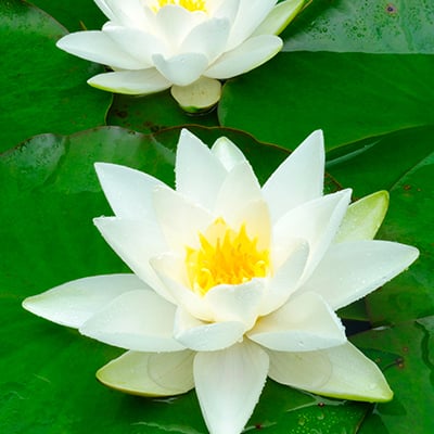 White waterlily