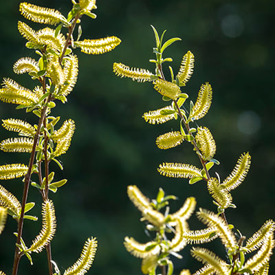 White willow