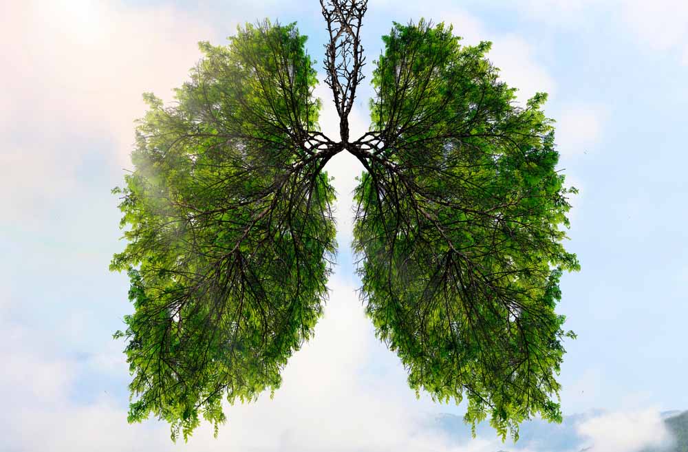 Inverted trees as lungs against a sky background